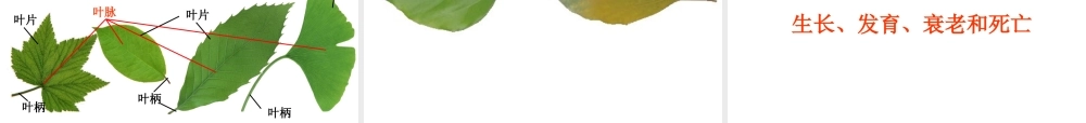 三年级科学上册 1.5《植物的叶》课件（2） 教科版-教科版小学三年级上册自然科学课件