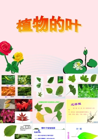三年级科学上册 1.5《植物的叶》课件（2） 教科版-教科版小学三年级上册自然科学课件