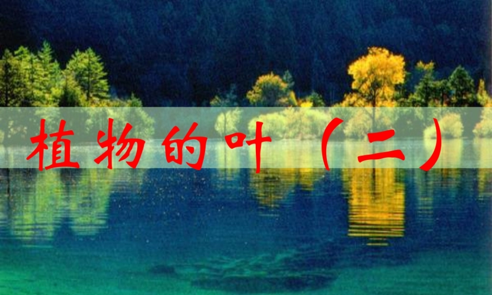 三年级科学上册 1.5《植物的叶》课件（3） 教科版-教科版小学三年级上册自然科学课件
