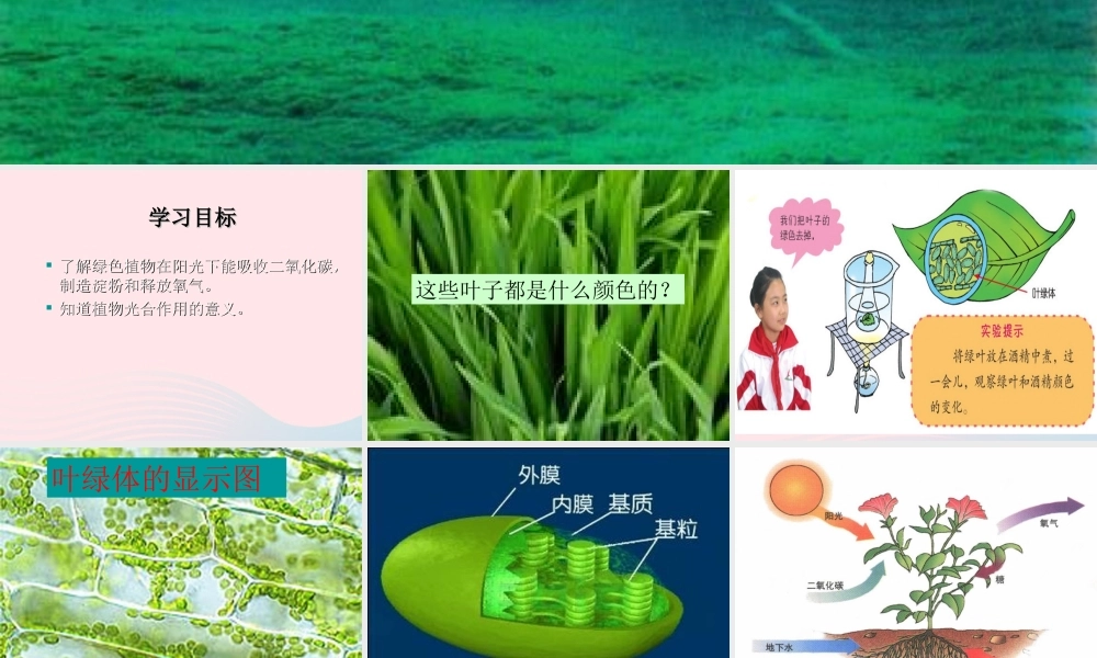 三年级科学上册 1.5《植物的叶》课件（3） 教科版-教科版小学三年级上册自然科学课件