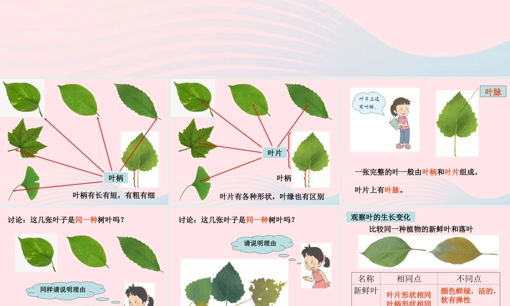 三年级科学上册 1.5《植物的叶》课件（4） 教科版-教科版小学三年级上册自然科学课件