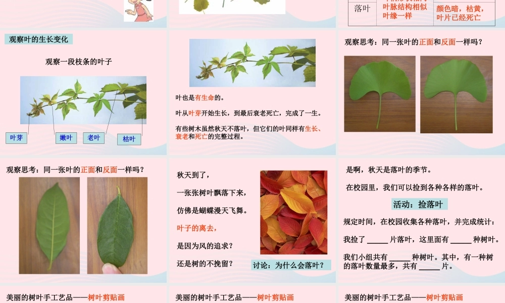 三年级科学上册 1.5《植物的叶》课件（4） 教科版-教科版小学三年级上册自然科学课件