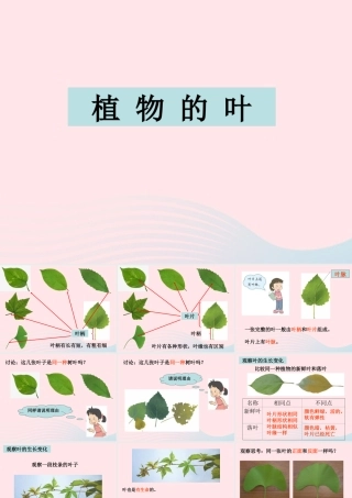 三年级科学上册 1.5《植物的叶》课件（4） 教科版-教科版小学三年级上册自然科学课件
