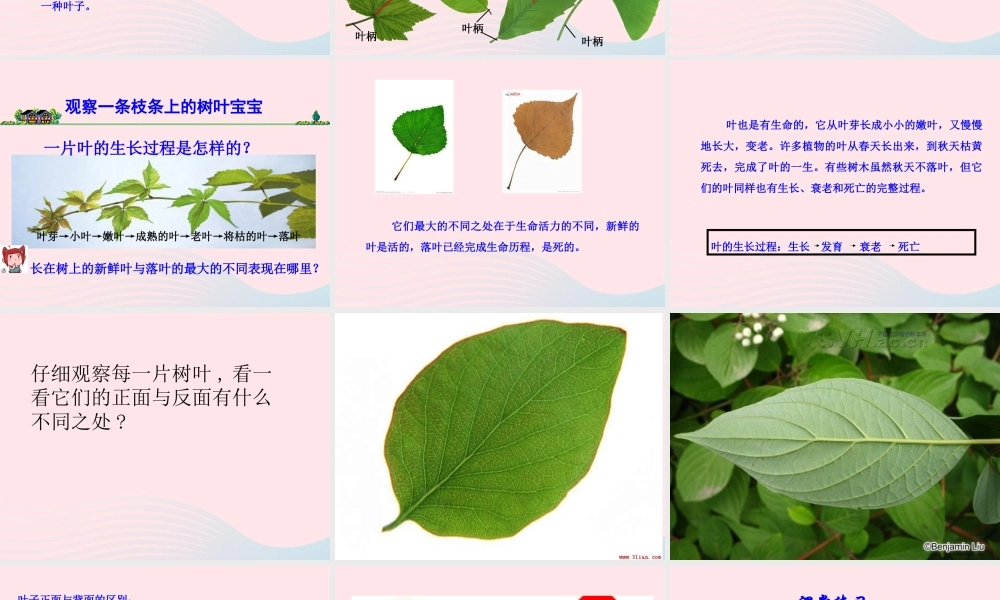 三年级科学上册 1.5《植物的叶》课件（5） 教科版-教科版小学三年级上册自然科学课件