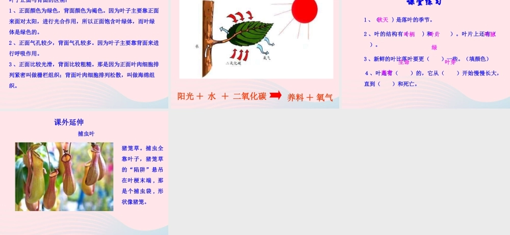 三年级科学上册 1.5《植物的叶》课件（5） 教科版-教科版小学三年级上册自然科学课件