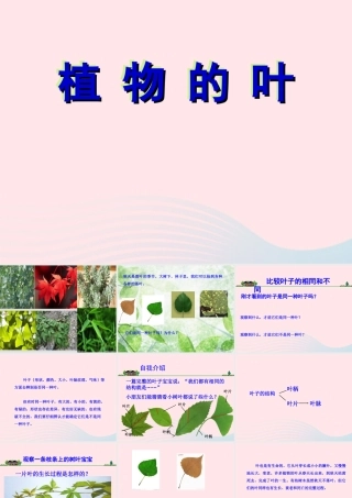 三年级科学上册 1.5《植物的叶》课件（5） 教科版-教科版小学三年级上册自然科学课件