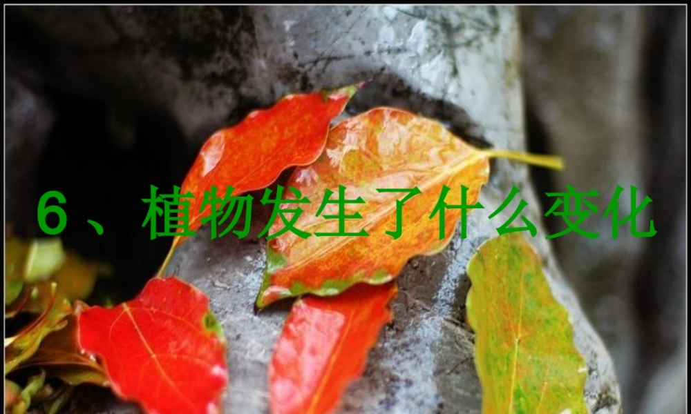 三年级科学上册 1.6《植物发生了什么变化》课件（1） 教科版-教科版小学三年级上册自然科学课件