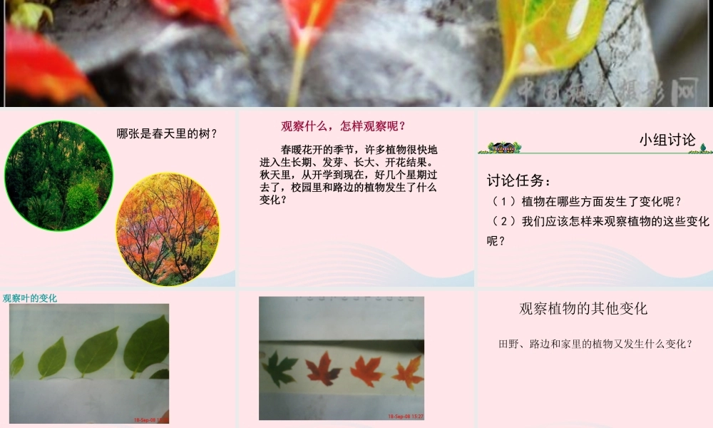 三年级科学上册 1.6《植物发生了什么变化》课件（1） 教科版-教科版小学三年级上册自然科学课件