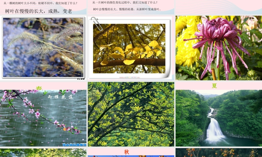 三年级科学上册 1.6《植物发生了什么变化》课件（1） 教科版-教科版小学三年级上册自然科学课件