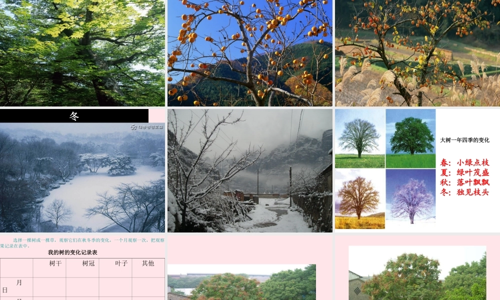 三年级科学上册 1.6《植物发生了什么变化》课件（1） 教科版-教科版小学三年级上册自然科学课件