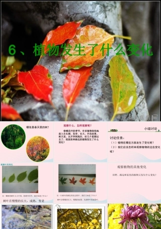 三年级科学上册 1.6《植物发生了什么变化》课件（1） 教科版-教科版小学三年级上册自然科学课件