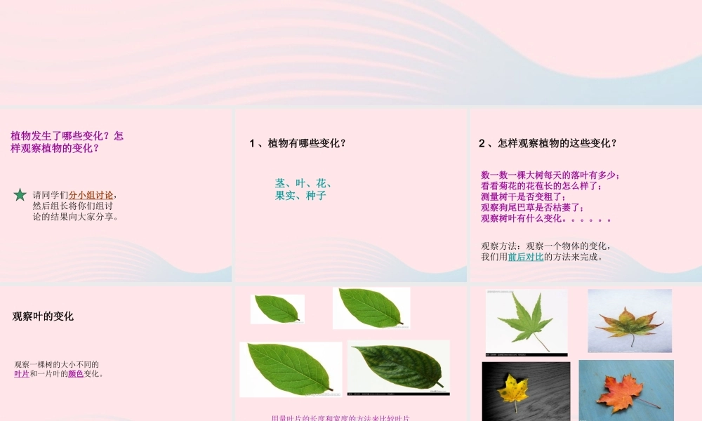 三年级科学上册 1.6《植物发生了什么变化》课件（2） 教科版-教科版小学三年级上册自然科学课件