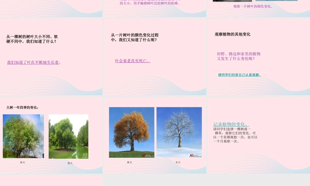 三年级科学上册 1.6《植物发生了什么变化》课件（2） 教科版-教科版小学三年级上册自然科学课件