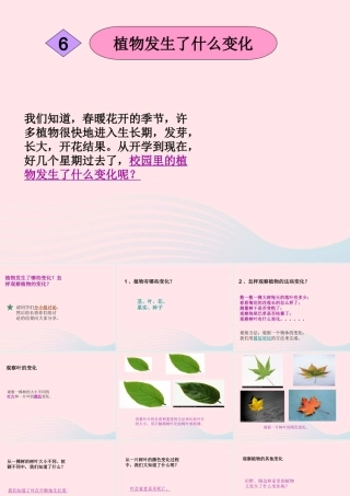 三年级科学上册 1.6《植物发生了什么变化》课件（2） 教科版-教科版小学三年级上册自然科学课件