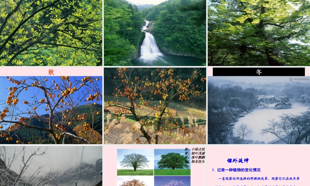 三年级科学上册 1.6《植物发生了什么变化》课件（3） 教科版-教科版小学三年级上册自然科学课件