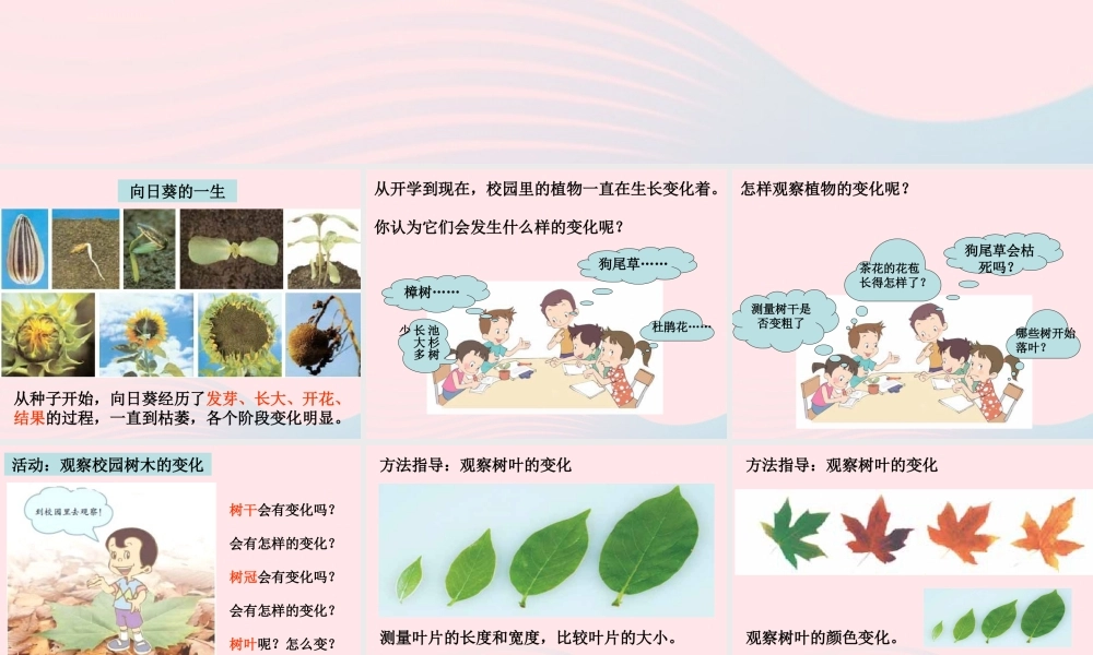 三年级科学上册 1.6《植物发生了什么变化》课件（4） 教科版-教科版小学三年级上册自然科学课件