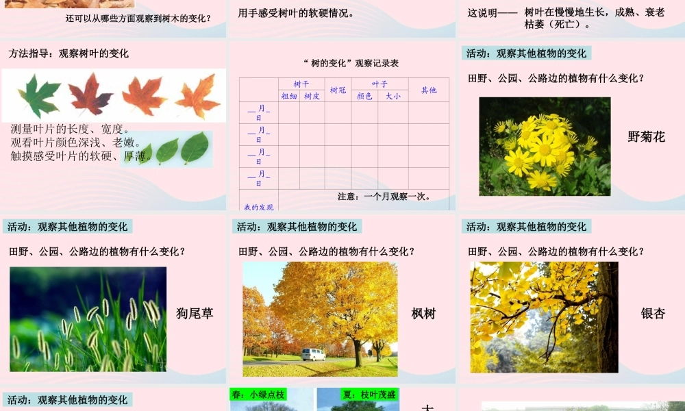 三年级科学上册 1.6《植物发生了什么变化》课件（4） 教科版-教科版小学三年级上册自然科学课件