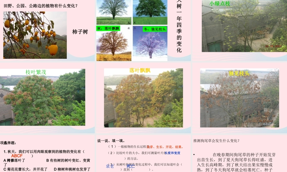 三年级科学上册 1.6《植物发生了什么变化》课件（4） 教科版-教科版小学三年级上册自然科学课件