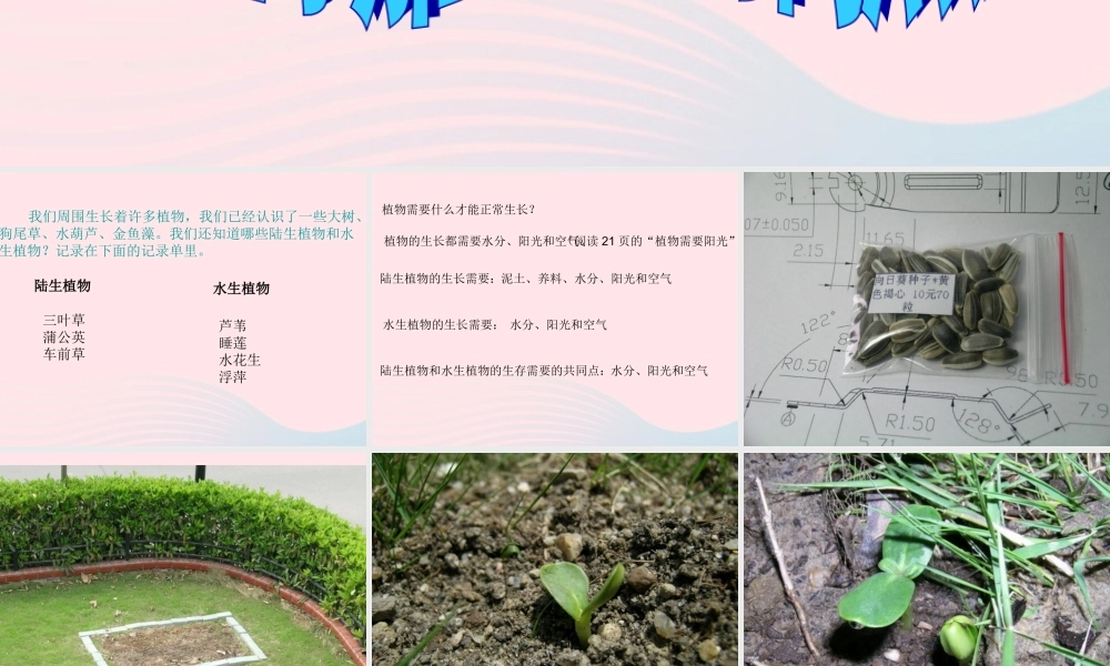 三年级科学上册 1.7《植物的有哪些共同特点》课件（1） 教科版-教科版小学三年级上册自然科学课件