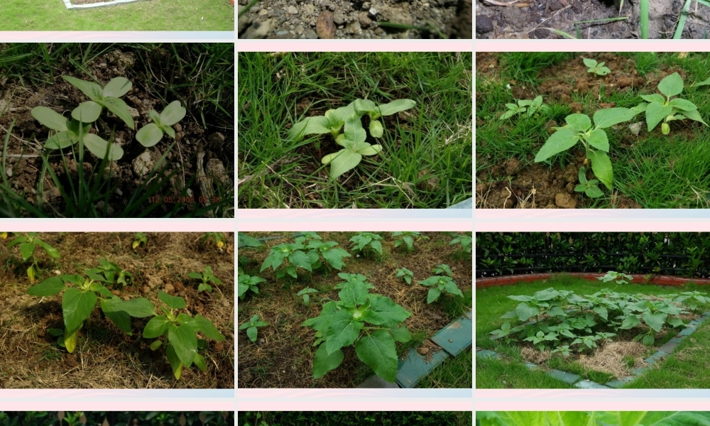 三年级科学上册 1.7《植物的有哪些共同特点》课件（1） 教科版-教科版小学三年级上册自然科学课件