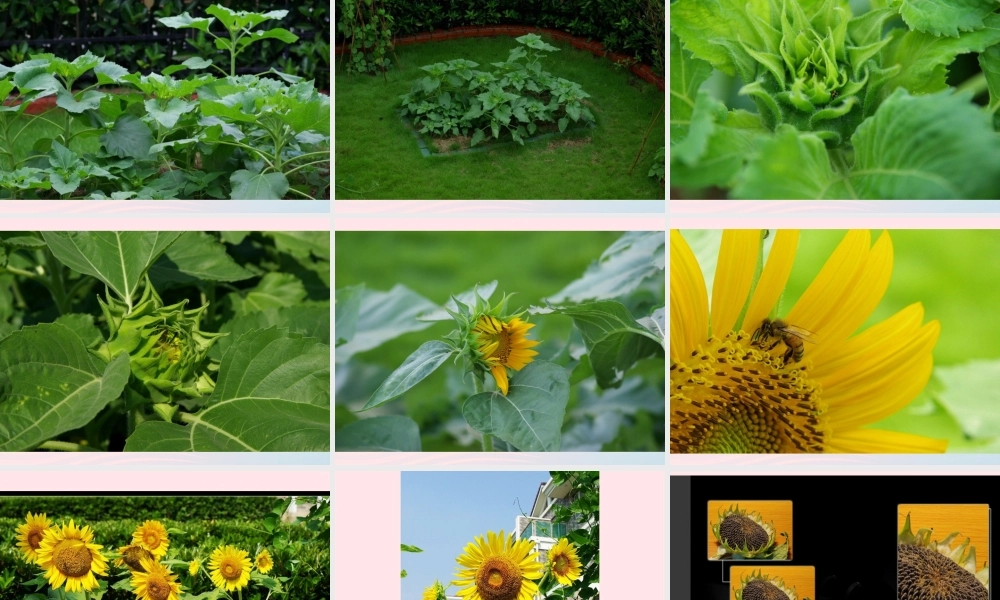 三年级科学上册 1.7《植物的有哪些共同特点》课件（1） 教科版-教科版小学三年级上册自然科学课件