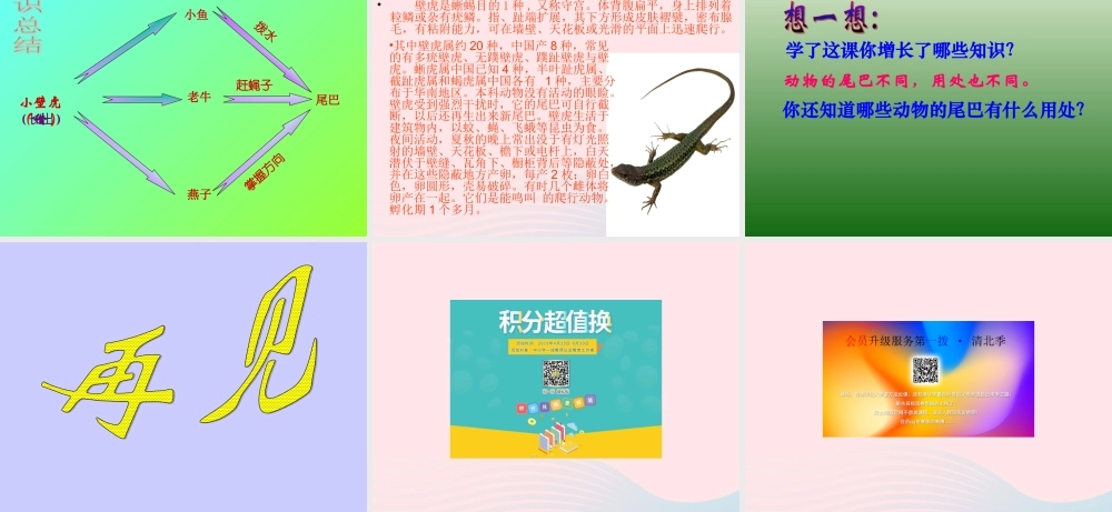 一年级语文下册 第19课《小壁虎借尾巴》课件2 冀教版-冀教版小学一年级下册语文课件