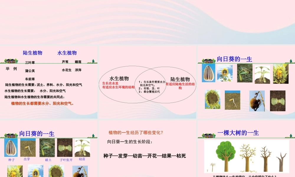 三年级科学上册 1.7《植物的有哪些共同特点》课件（2） 教科版-教科版小学三年级上册自然科学课件