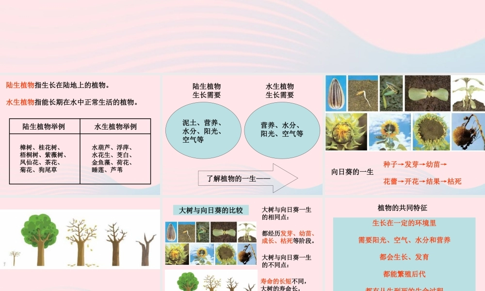 三年级科学上册 1.7《植物的有哪些共同特点》课件（3） 教科版-教科版小学三年级上册自然科学课件
