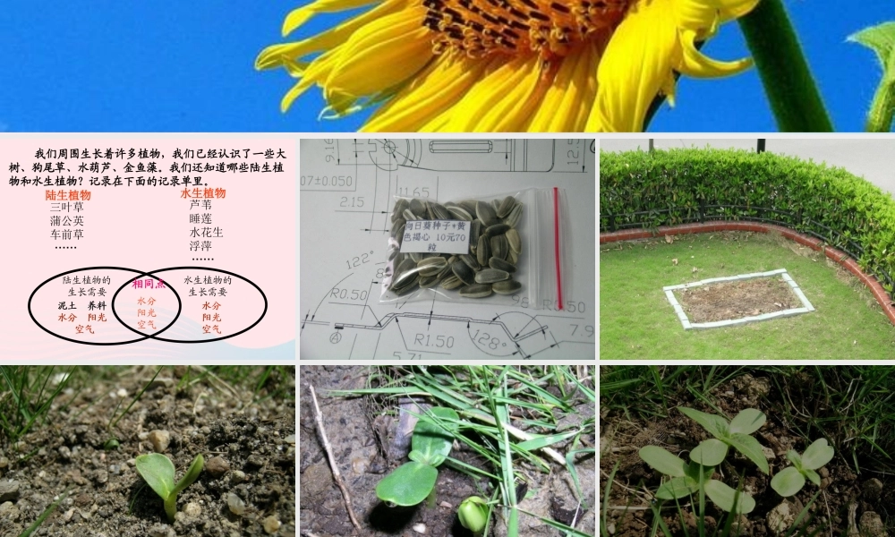 三年级科学上册 1.7《植物的有哪些共同特点》课件（4） 教科版-教科版小学三年级上册自然科学课件