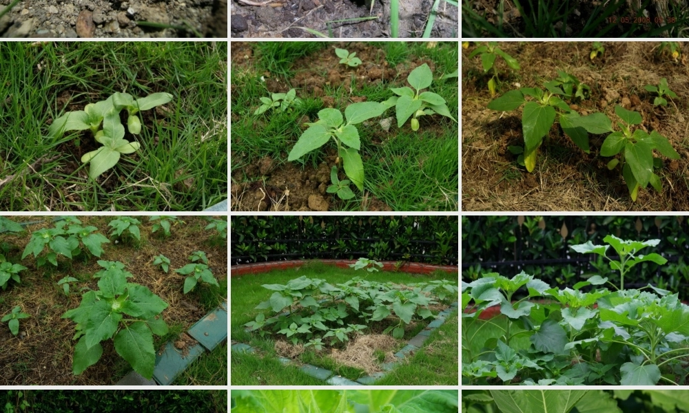 三年级科学上册 1.7《植物的有哪些共同特点》课件（4） 教科版-教科版小学三年级上册自然科学课件