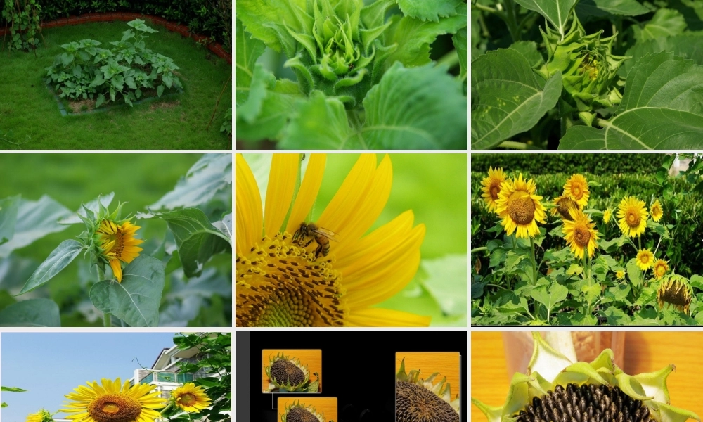 三年级科学上册 1.7《植物的有哪些共同特点》课件（4） 教科版-教科版小学三年级上册自然科学课件