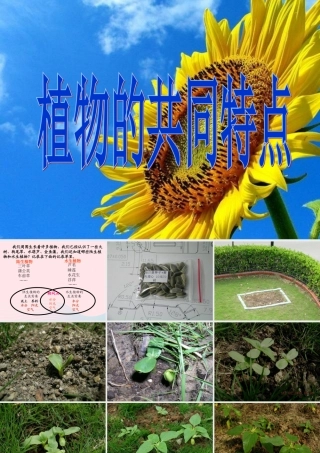 三年级科学上册 1.7《植物的有哪些共同特点》课件（4） 教科版-教科版小学三年级上册自然科学课件
