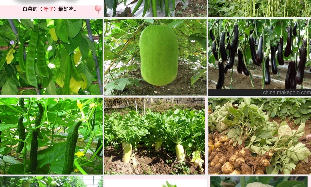 一年级语文下册 口语交际《菜园里的故事》课件 湘教版-湘教版小学一年级下册语文课件