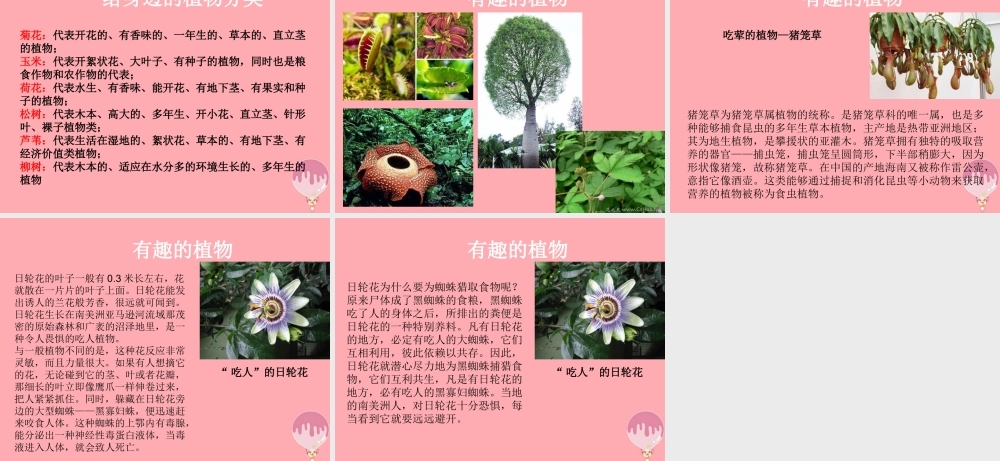 三年级科学上册 2.1 身边的植物课件2 湘教版-湘教版小学三年级上册自然科学课件