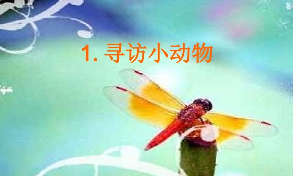 三年级科学上册 2.1《寻访小动物》课件（1） 教科版-教科版小学三年级上册自然科学课件