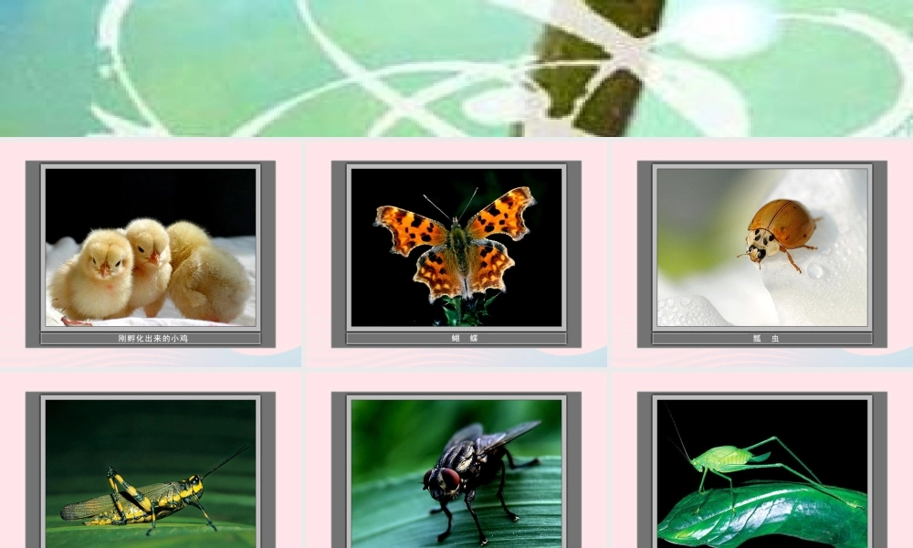 三年级科学上册 2.1《寻访小动物》课件（1） 教科版-教科版小学三年级上册自然科学课件