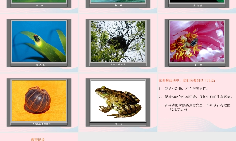 三年级科学上册 2.1《寻访小动物》课件（1） 教科版-教科版小学三年级上册自然科学课件