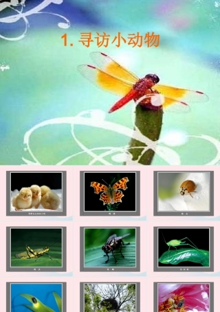 三年级科学上册 2.1《寻访小动物》课件（1） 教科版-教科版小学三年级上册自然科学课件