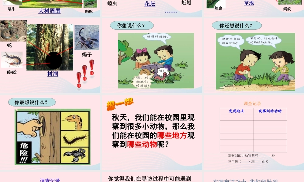 三年级科学上册 2.1《寻访小动物》课件（2） 教科版-教科版小学三年级上册自然科学课件