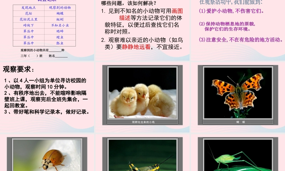 三年级科学上册 2.1《寻访小动物》课件（2） 教科版-教科版小学三年级上册自然科学课件