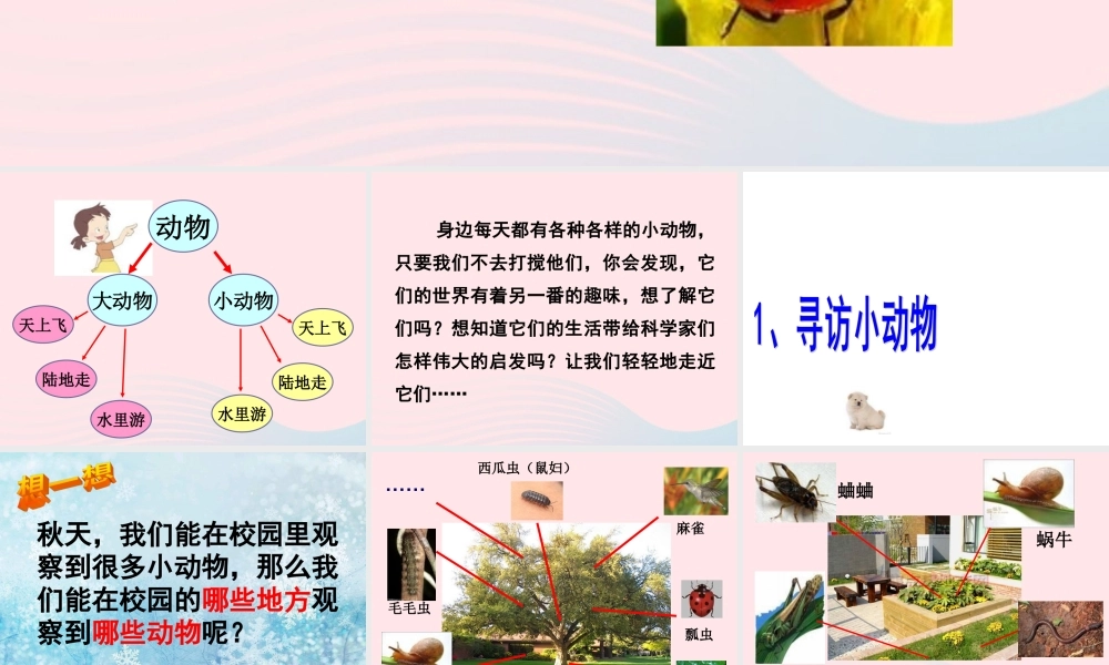 三年级科学上册 2.1《寻访小动物》课件（3） 教科版-教科版小学三年级上册自然科学课件