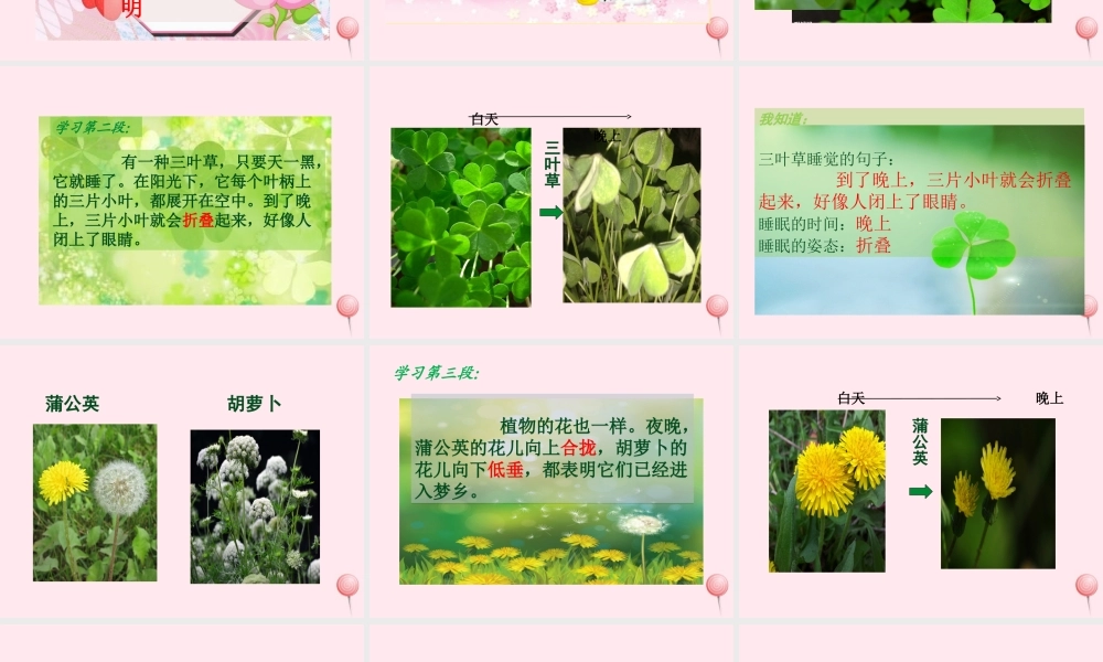 一年级语文下册 课文4 第14课《会睡觉的植物》课件 苏教版-苏教版小学一年级下册语文课件