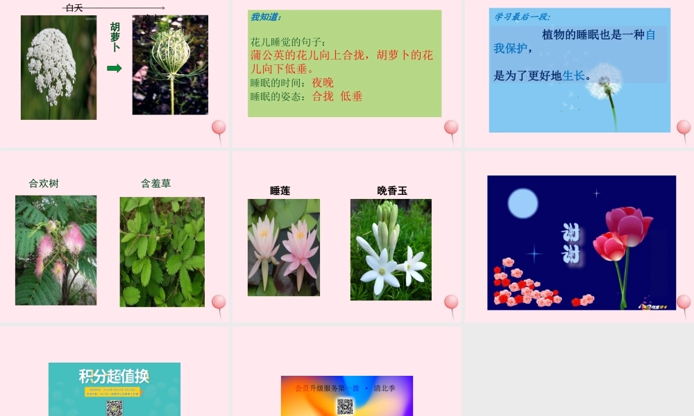 一年级语文下册 课文4 第14课《会睡觉的植物》课件 苏教版-苏教版小学一年级下册语文课件