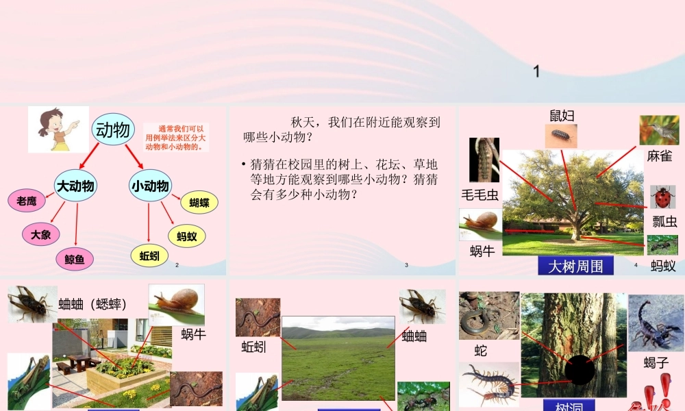 三年级科学上册 2.1《寻访小动物》课件（4） 教科版-教科版小学三年级上册自然科学课件