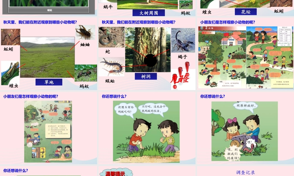 三年级科学上册 2.1《寻访小动物》课件（5） 教科版-教科版小学三年级上册自然科学课件