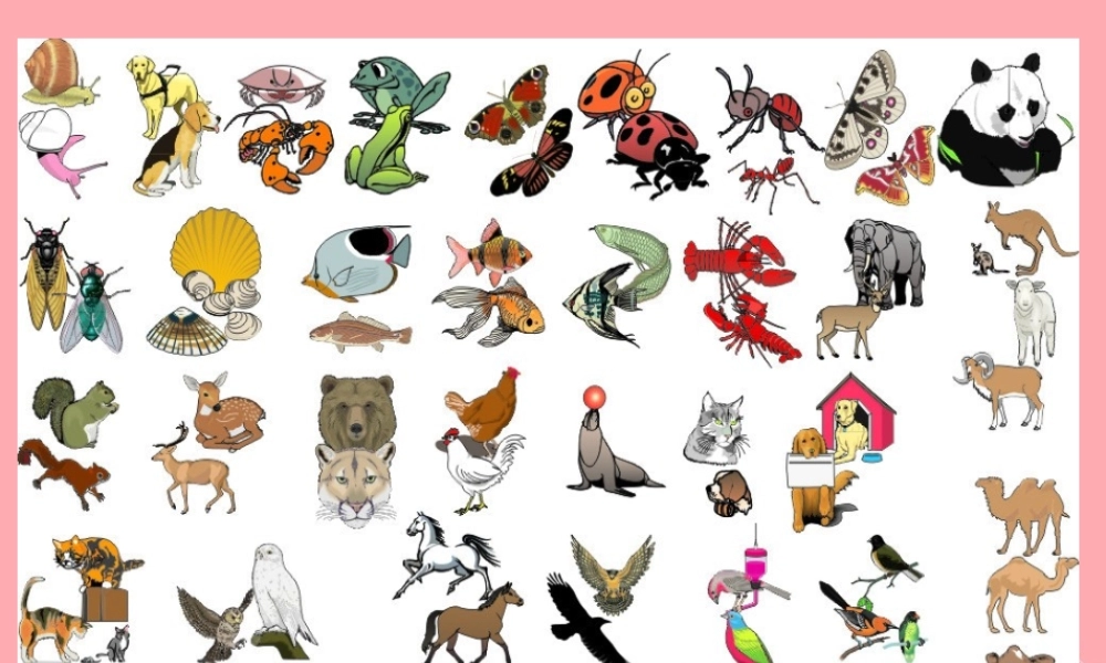 三年级科学上册 2.2 常见的动物课件1 湘教版-湘教版小学三年级上册自然科学课件