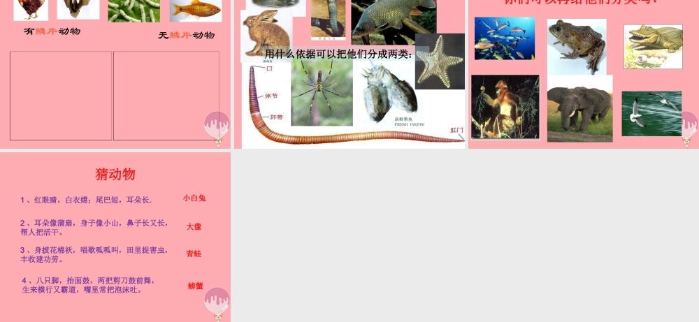 三年级科学上册 2.2 常见的动物课件3 湘教版-湘教版小学三年级上册自然科学课件