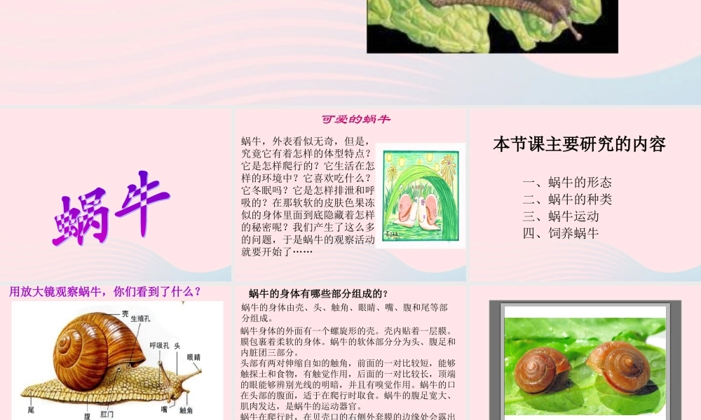 三年级科学上册 2.2《蜗牛一》课件（1） 教科版-教科版小学三年级上册自然科学课件