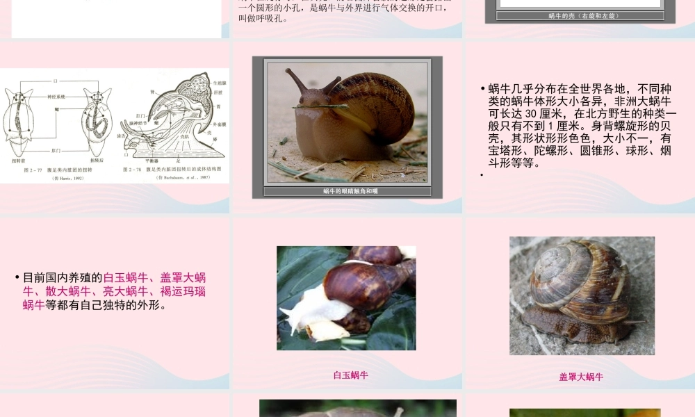 三年级科学上册 2.2《蜗牛一》课件（1） 教科版-教科版小学三年级上册自然科学课件