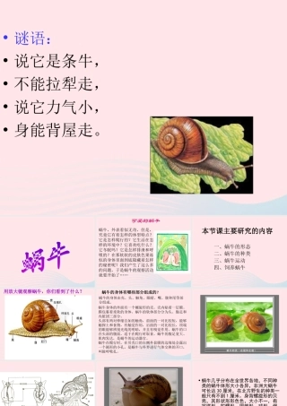 三年级科学上册 2.2《蜗牛一》课件（1） 教科版-教科版小学三年级上册自然科学课件